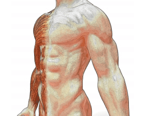 Fitness Fundamentals as the Key to Staying Healthy