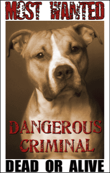 Survival Tips Learning to Read Dog Behavior